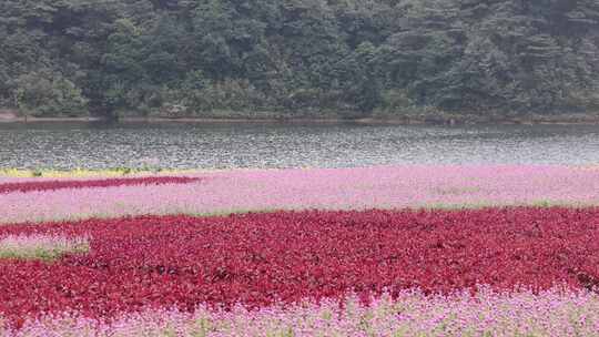 广州市从化区石门森林公园天池花海景观视频素材模板下载