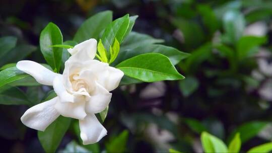 白色的栀子花 (2)