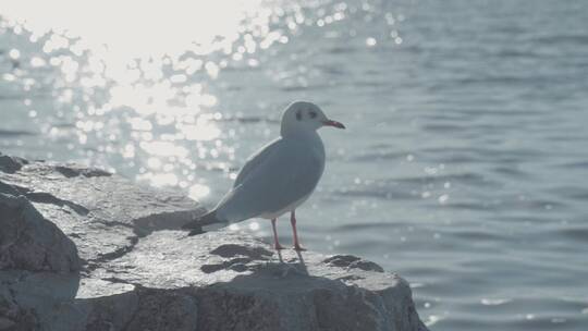 逆光下水边的休息海鸥