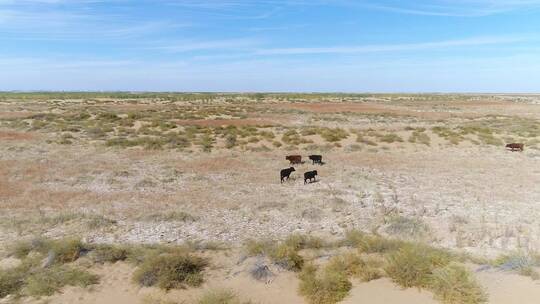 荒漠沙漠湿地生态保护区