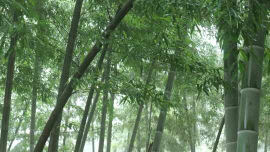 竹林竹叶禅意下雨天唯美空镜