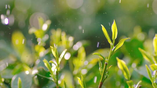 茶园 绿茶 茶文化 泡茶 喝茶