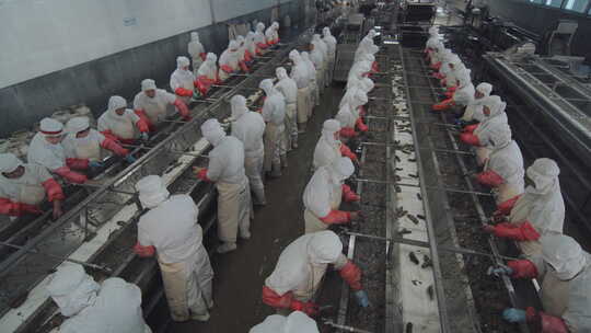 海参加工生产线工人在流水线上处理海鲜