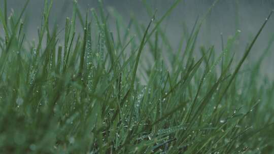 绿草上的雨滴特写