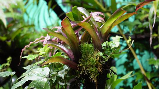 【镜头合集】雨林缸造景热带植物观赏