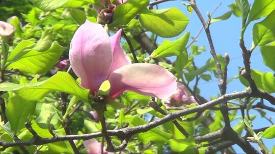 枝头粉红色的木兰花