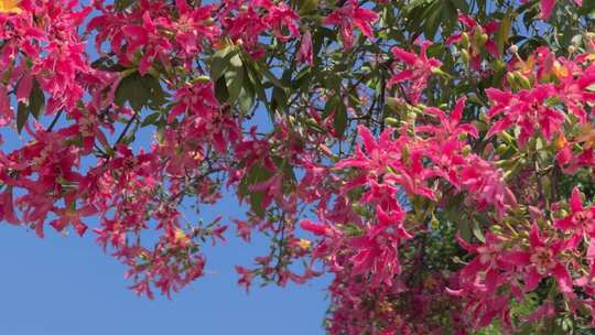 红色异木棉花 粉红色异木棉花 0073
