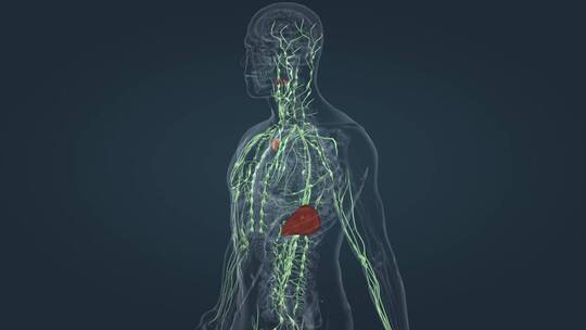 淋巴系统 三维人体 器官 内分泌 医学动画