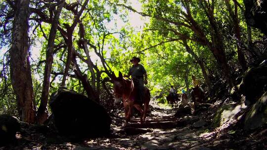 人们骑马穿过夏威夷茂密的丛林视频素材模板下载