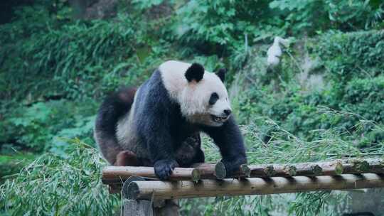 大熊猫挠痒