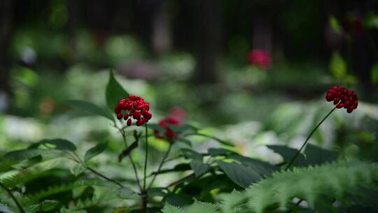 人参种植人参籽特写视频素材模板下载