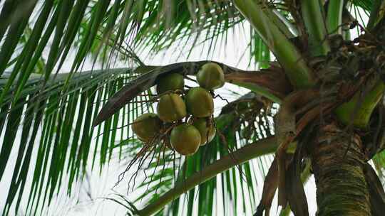 椰子，树，热带，度假