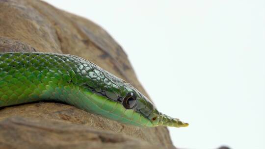 一条绿色的蛇观赏性很高动物宠物