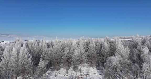 大兴安岭雪松航拍