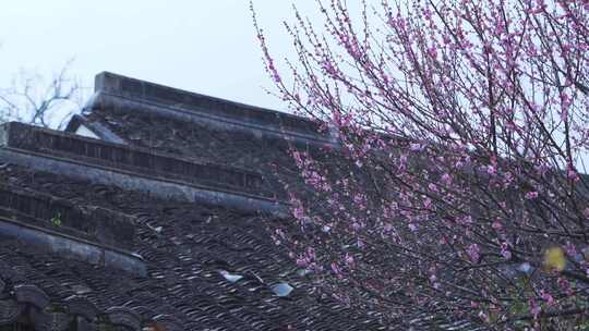 杭州西湖郭庄雨天梅花风景