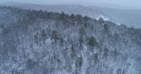 航拍大兴安岭山林春季降雪银装素裹