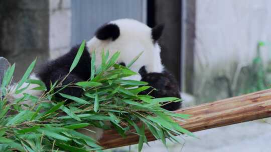 动物园大熊猫