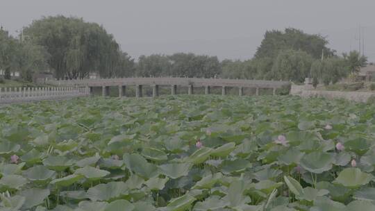 夏季荷塘荷花LOG视频素材