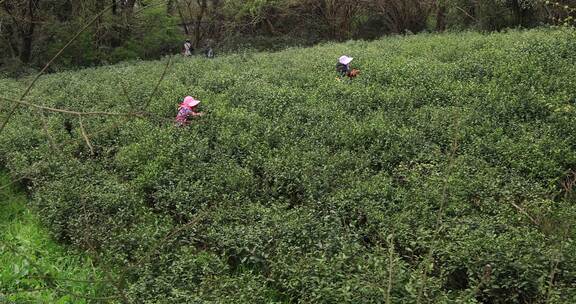 清明时节常熟虞山山顶茶农采茶 生态茶园