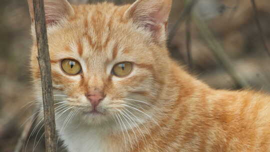 农村冬天一只可爱的猫咪橘猫