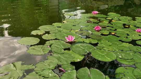 夏天池塘盛开的睡莲花实拍