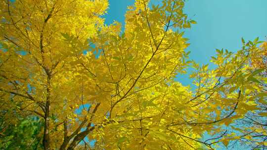 秋天穿行在金黄色的大树下