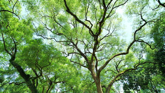 夏天阳光香樟树大树荫树林