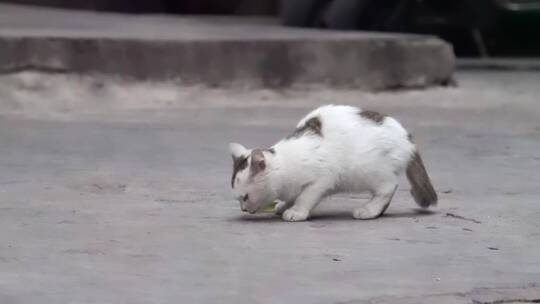 城市街头可爱流浪猫觅食警惕捕捉镜头