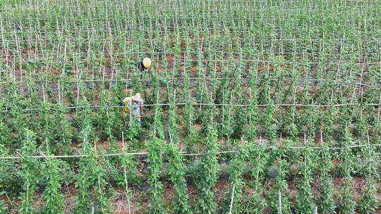 豆角种植农民喷洒农药