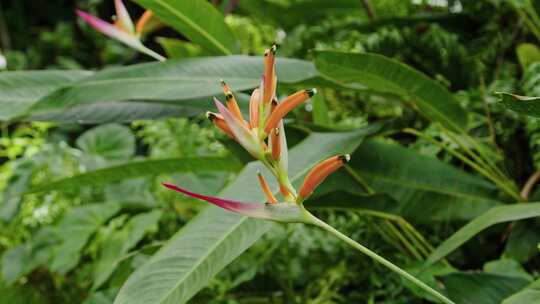 Heliconia Hirsuta，草本