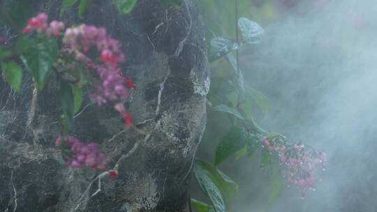 园林雾气中的花卉