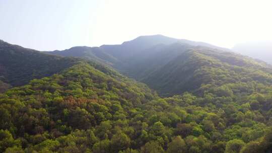 森林大自然树林氧吧森林空气环保大自然树林