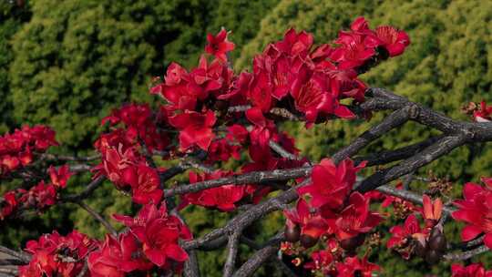 盛开的红色木棉花特写