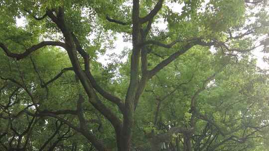 城市绿化参加大树实拍