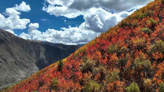 无人机航拍西藏林芝地区高山上的一抹秋景