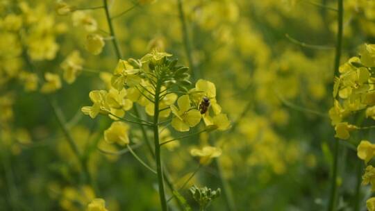 春天的油菜花、蜜蜂 索尼直出慢动作