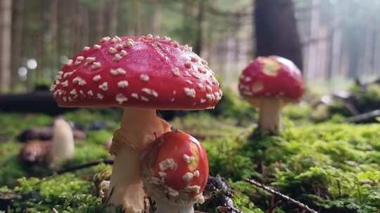 野外树林里的野生红蘑菇