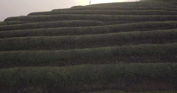 茶山 茶园 采茶