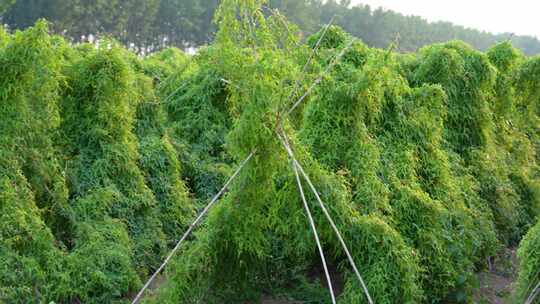 种植的山药，山药架