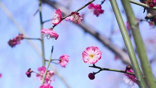 腊梅花 红色腊梅 红梅 1742