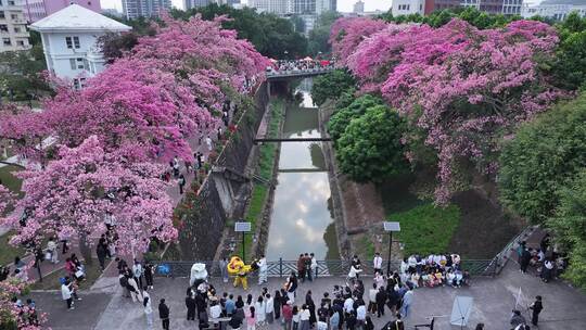 中国广东省广州市从化区华软异木棉