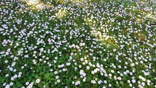 春天花海鲜花盛开的雏菊蜜蜂