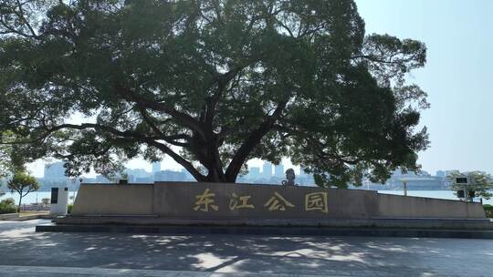 惠州市东江公园榕树