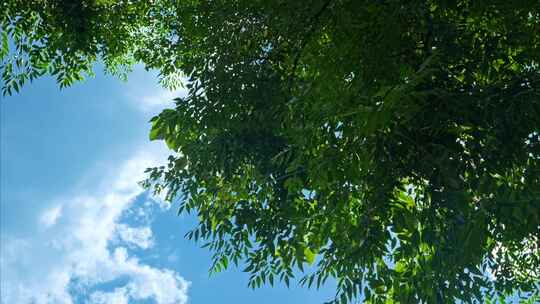 重庆夏季阳光森林空镜