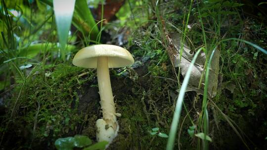 【4K原创】原始森林野生蘑菇绿色苔藓植物2视频素材模板下载