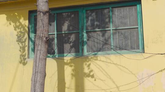 下午的阳光洒在平房窗户和小树上
