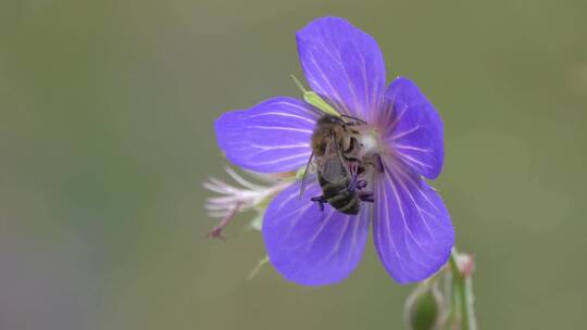 蜜蜂在紫色天竺葵花上采蜜视频素材模板下载