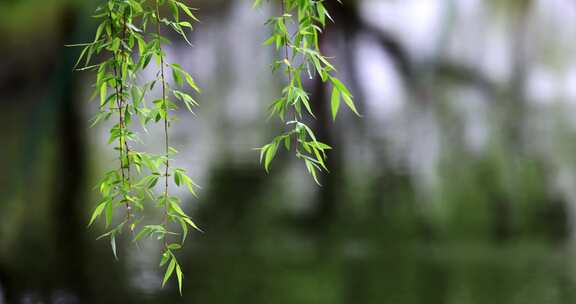 （8镜合集）清明雨天雨滴春雨垂柳花朵慢镜