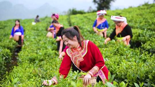 【多景别】少数民族茶山采茶  乡村振兴