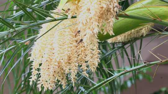 蜜蜂 采棕榈树花的蜜1 棕榈 植被